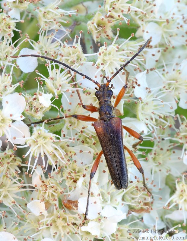 tesařík, Stenocorus meridianus (Linnaeus, 1758), Rhagiini, Cerambycidae (Brouci, Coleoptera)